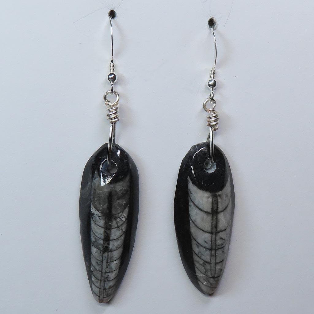 Orthoceras Fossils from Morocco Earrings Jewelry