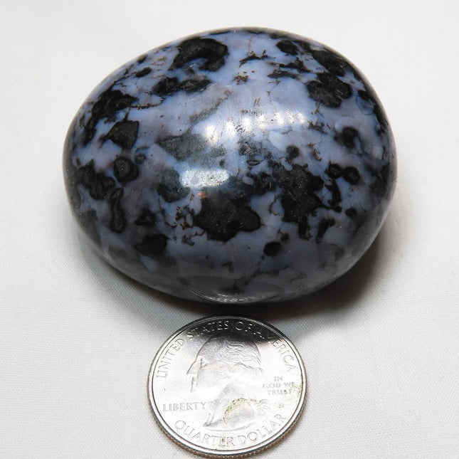 Polished Indigo Gabbro Palm Stone from Madagascar next to a quarter for scale on a white background