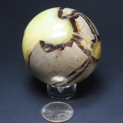 Polished Septarian Nodule Sphere Ball from Madagascar on a stand with a quarter for scale against a dark background