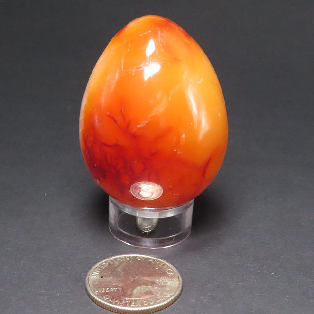 Polished Carnelian Agate Egg from Madagascar on a stand with a US quarter for scale on a gray background