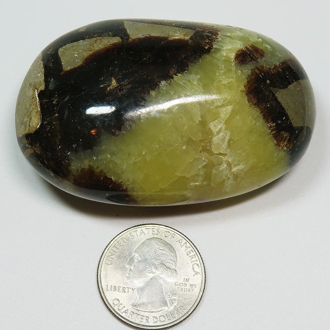 Polished Septarian Palm Stone from Madagascar next to a U.S. quarter dollar coin for scale on a white background