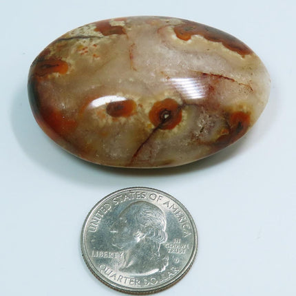 Polished Carnelian Agate Palm Stone from Madagascar next to a U.S. quarter dollar coin for scale on a light blue background