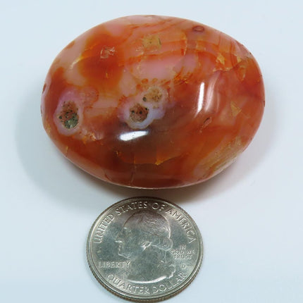Polished Carnelian Agate Palm Stone from Madagascar next to U.S. quarter for scale on a white background