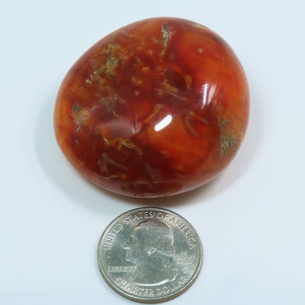 Polished Carnelian Agate Palm Stone from Madagascar next to a U.S. quarter dollar for scale on a white background