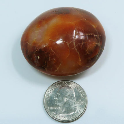Polished Carnelian Agate Palm Stone from Madagascar next to a U.S. quarter dollar for scale on a light blue background