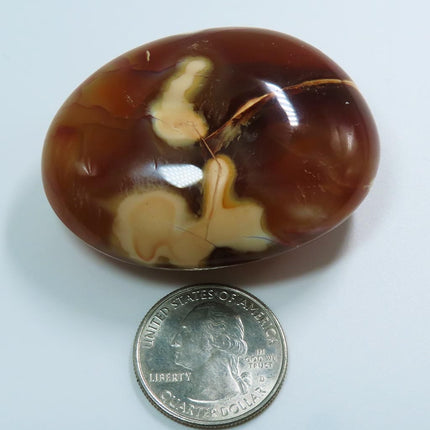 Polished Carnelian Agate Palm Stone from Madagascar next to a U.S. quarter for size comparison on a white background