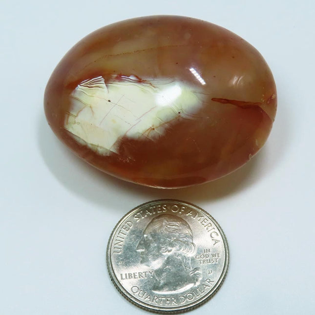 Polished Carnelian Agate Palm Stone from Madagascar next to a U.S. quarter dollar for scale on a light blue background