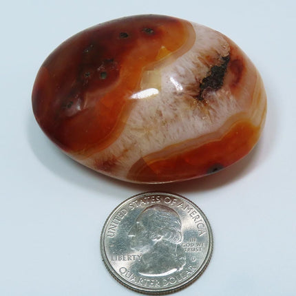 Polished Carnelian Agate Palm Stone from Madagascar with a quarter for scale on a light blue background