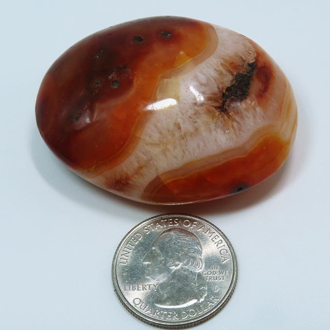 Polished Carnelian Agate Palm Stone from Madagascar with a quarter for scale on a light blue background