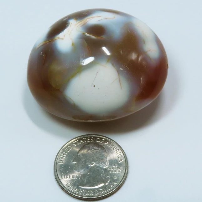 Polished Carnelian Agate Palm Stone from Madagascar next to a U.S. quarter dollar coin for scale on a light gray background
