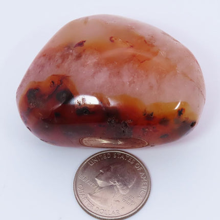 Polished Carnelian Agate Palm Stone from Madagascar