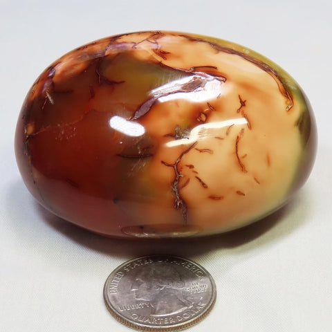 Polished Carnelian Agate Palm Stone from Madagascar