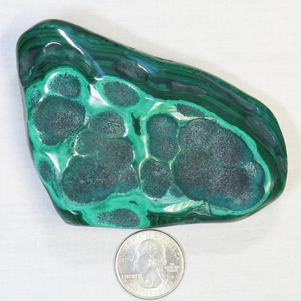 Polished Malachite Free Form with Chrysocolla from the Congo