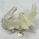 Arkansas Square Back Lemon Healer Quartz Crystal Cluster w/ Record Keepers