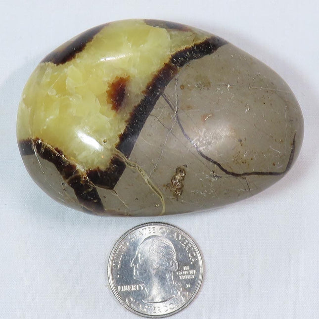 Polished Septarian Nodule Palm Stone from Madagascar