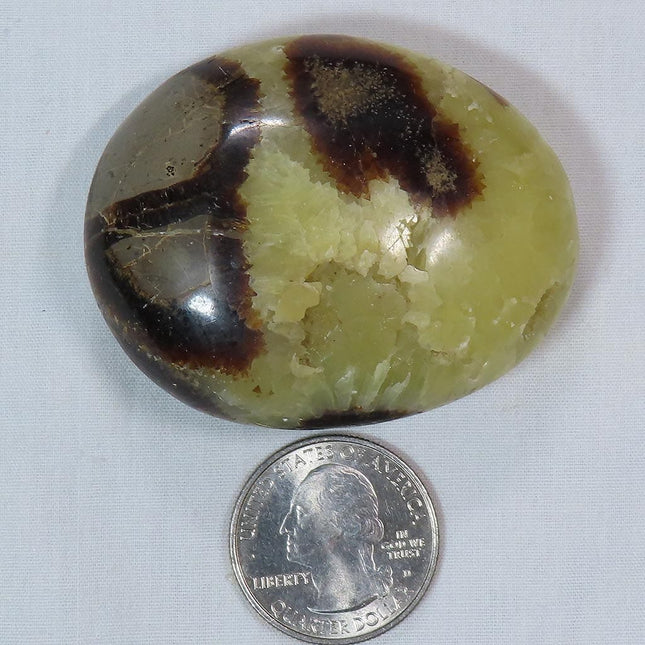 Polished Septarian Nodule Palm Stone from Madagascar