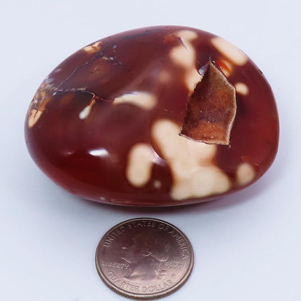 Polished Carnelian Agate Palm Stone from Madagascar