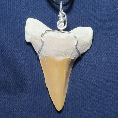 Fossilized Shark Tooth Wire Wrapped Pendant