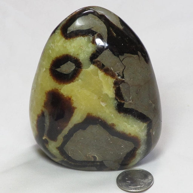Polished Septarian Nodule Free Form from Madagascar