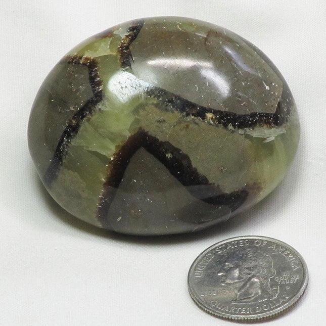 Polished Septarian Nodule Palm Stone from Madagascar