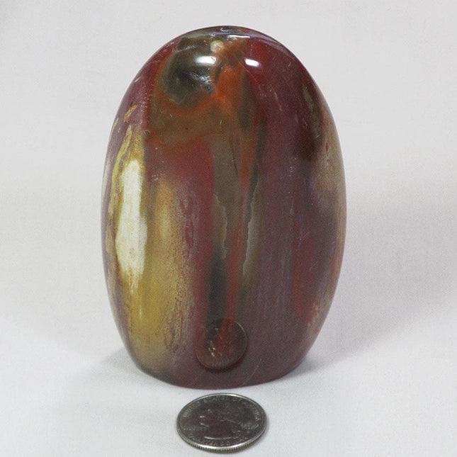 Polished Petrified Wood Free Form from Madagascar