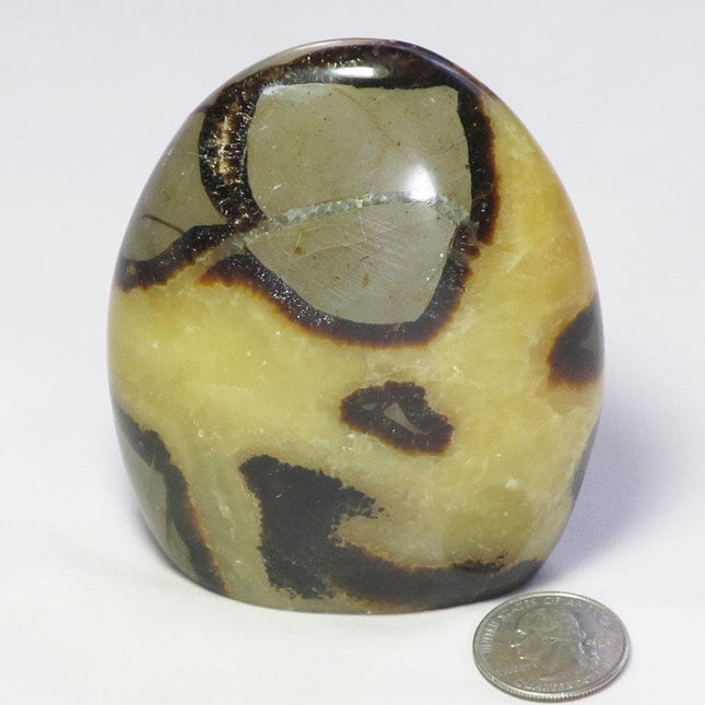 Polished Septarian Nodule Free Form from Madagascar