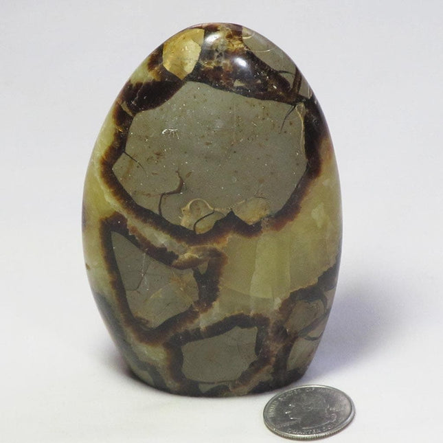 Polished Septarian Nodule Free Form from Madagascar