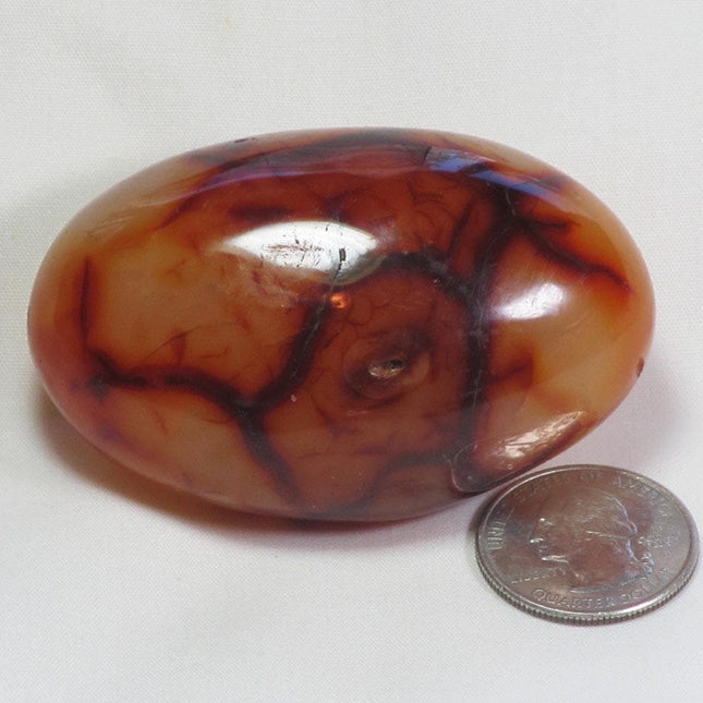 Polished Carnelian Agate Palm Stone from Madagascar