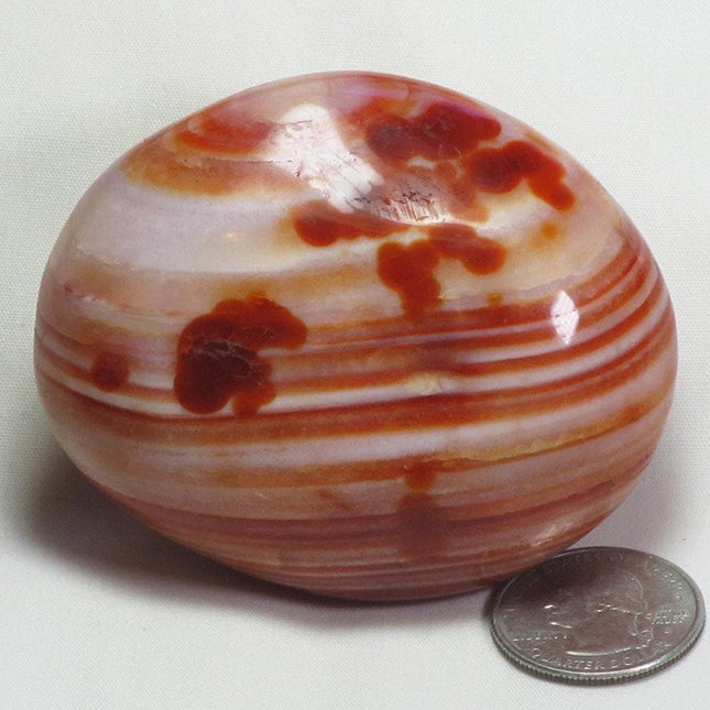 Polished Carnelian Agate Palm Stone from Madagascar