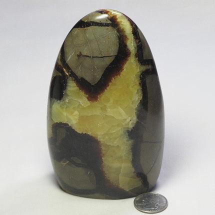 Polished Septarian Nodule Free Form from Madagascar