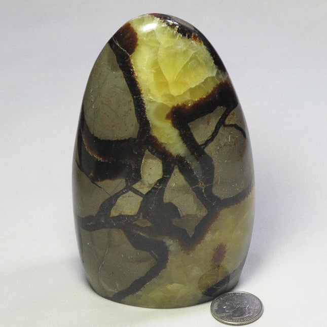 Polished Septarian Nodule Free Form from Madagascar