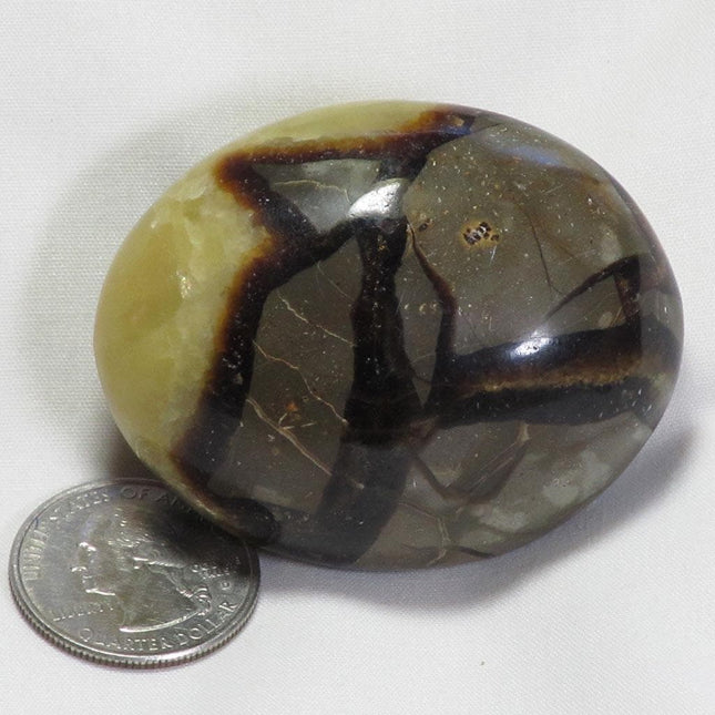 Polished Septarian Nodule Palm Stone from Madagascar