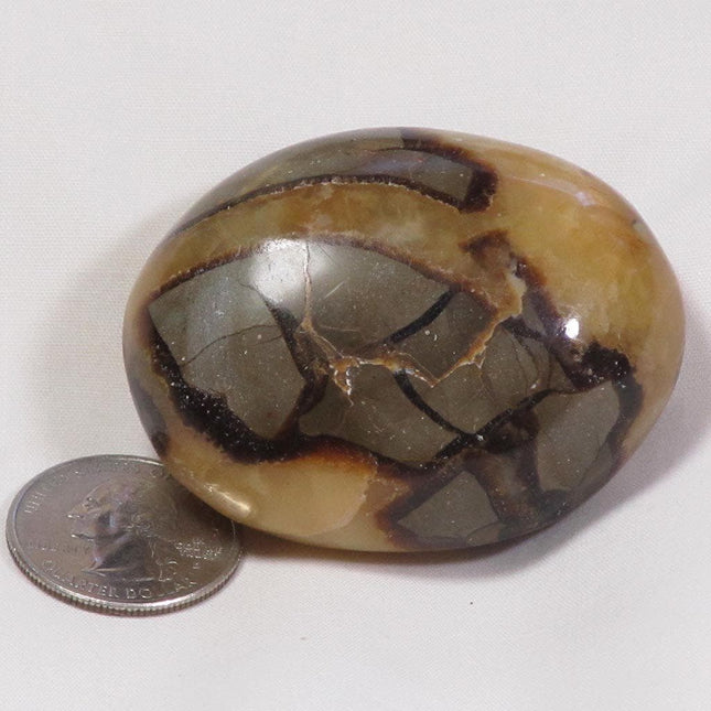 Polished Septarian Nodule Palm Stone from Madagascar