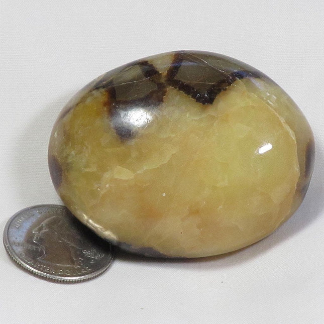 Polished Septarian Nodule Palm Stone from Madagascar