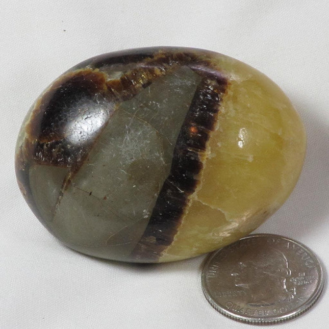 Polished Septarian Nodule Palm Stone from Madagascar