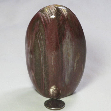 Polished Petrified Wood Free Form from Madagascar