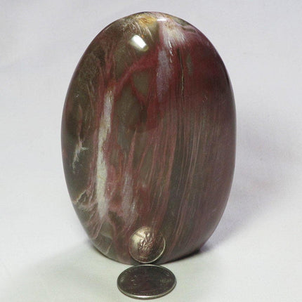 Polished Petrified Wood Free Form from Madagascar