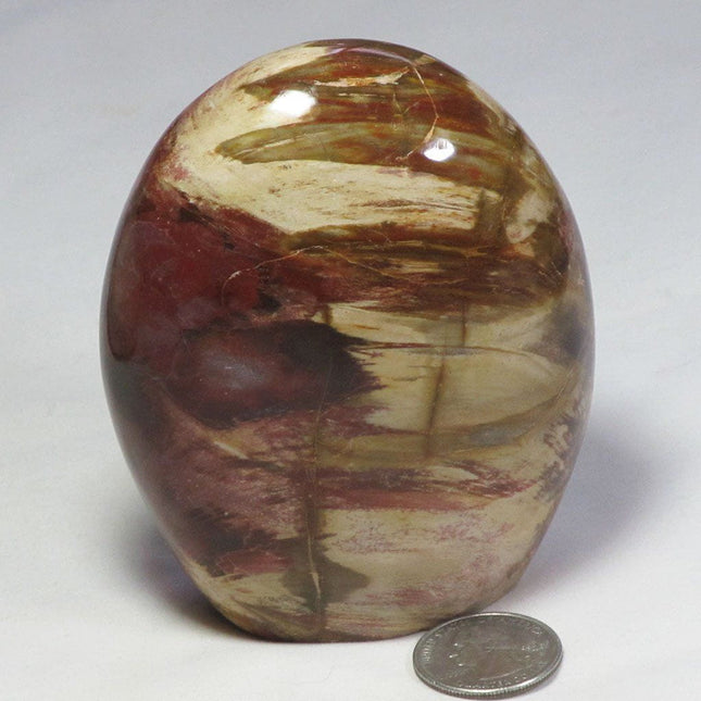 Polished Petrified Wood Free Form from Madagascar