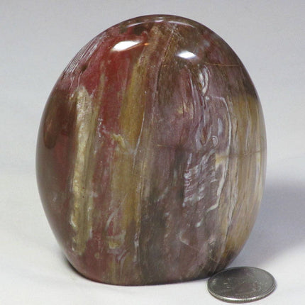 Polished Petrified Wood Free Form from Madagascar