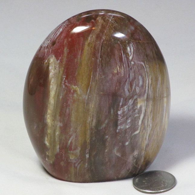 Polished Petrified Wood Free Form from Madagascar