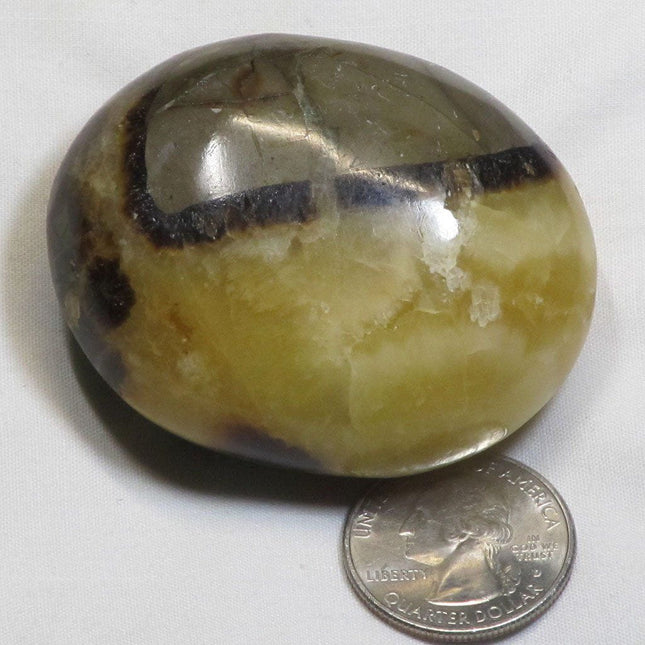 Polished Septarian Nodule Palm Stone from Madagascar