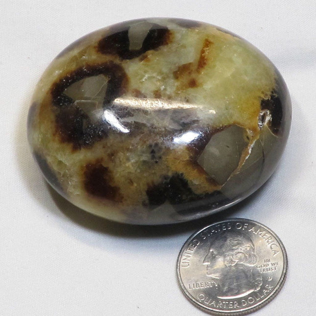 Polished Septarian Nodule Palm Stone from Madagascar