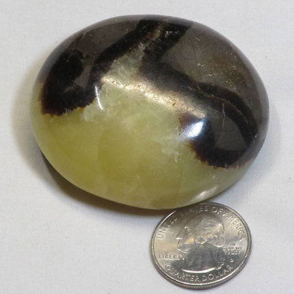 Polished Septarian Nodule Palm Stone from Madagascar